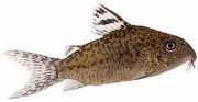 Corydoras elegans Bevæbnede Corydoras