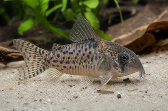 Corydoras latus (Corydoras med refleksion)