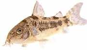 Corydoras paleatus Pebret