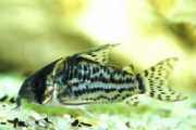 Corydoras schwartzi Corydoras med fem bands