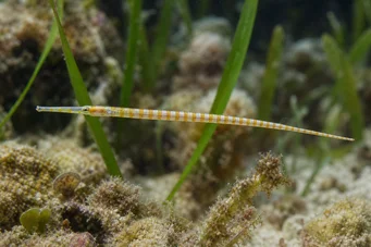 Corythoichthys flavofasciastus (Gul bandfisk fisk)