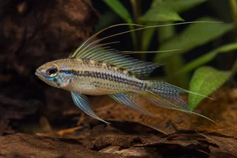 Crenicara filamentosa (Gitter cichlid)