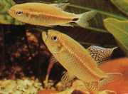 Crenuchus spilurus Crenuchus med en caudal plet, tetra-flier