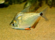 Ctenobrycon spilurus hauxwellianus Characin med høj ryg