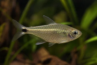 Ctenobrycon spilurus hauxwellianus (Characin med høj ryg)