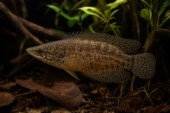 Ctenopoma oxyrhynchus (Påfugl)