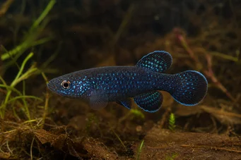 Cynolebias nigripinnis (Argentinsk perle med sorte finner)