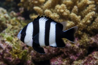 Dascyllus melanurus (Sort -tailed dame)