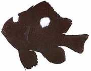 Dascyllus trimaculatus Tre pletter