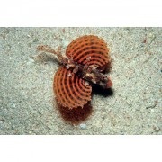 Dendrochirus brachypteru... Dværg