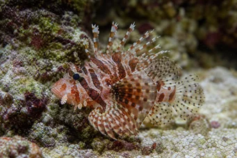 Dendrochirus brachypterus