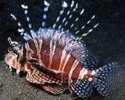 Dendrochirus zebra Dværg score