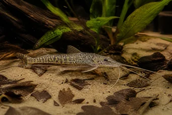 Dianema longibarbis Porthole havkat