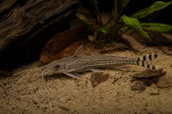 Dianema urostriata Stribet