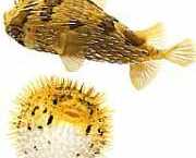 Diodon holocanthus Torny blæser