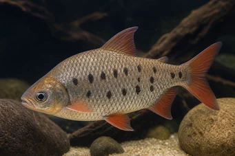 Distichodus decemmaculatus Dwarf distichodus