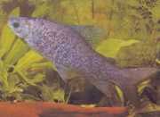 Distichodus notospilus Distichness-skygge