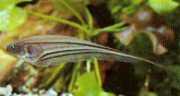 Eigenmannia virescens Glasknive fisk
