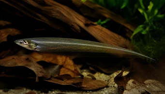 Eigenmannia virescens Glasknive fisk