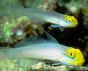 Eleotrides strigatus Silky Gobia blå kinder