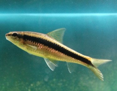 Epalzeorhynchus siamensi... Siamesisk rattets ræv, ...