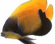 Euxiphipops navarchus Japansk begivenhed