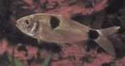 Exodon paradoxus Tetra-tiger med to pletter