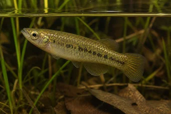 Fundulus chrysotus Killi med gyldne ører