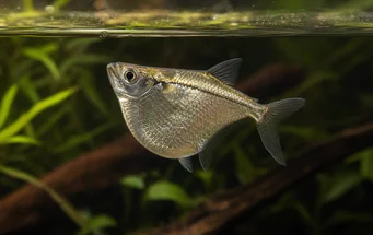 Gasteropelecus sternicla (Sølv)