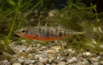 Gasterosteus aculeatus linne (Stickleback)