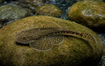 Gastromyzon punctulatus (Punkteret loche)