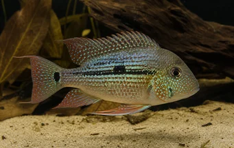 Geophagus daemon (Geophagus daemon)
