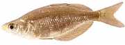 Glossolepis incisus Ny Guinea Rainbow Fish