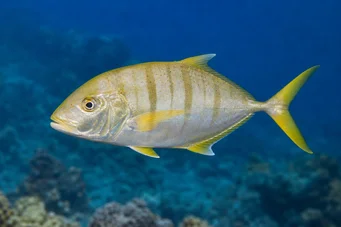 Gnathanodon speciosus Betjent