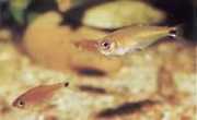 Gnathocharax steindachneri Bid tetra