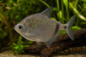 Gymnocorymbus thayeri (Sølv Tetra)