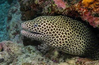 Gymnothorax favagineus Leopardvæg