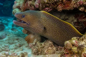 Gymnothorax flavimarginatus Gul kantvæg