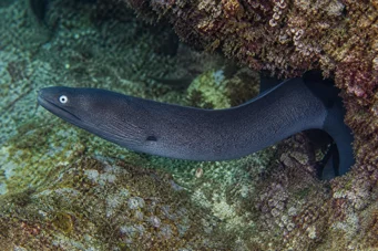 Gymnothorax monochrous Grå væg