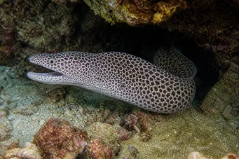 Gymnothorax rueppelliae Gul hovedgærde