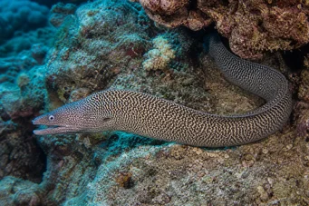 Gymnothorax undulatus Bølget væg
