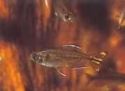 Hemigrammopetersius caud... Congo Tetra med gul