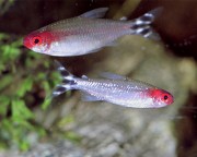 Hemigrammus bleheri Rød mund tetra