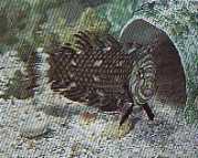 Hemipteronotus taeniouru... Masked Labre