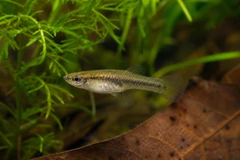 Heterandria formosa Mygfisk