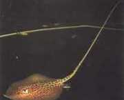 Himantura oxyrhynchus Indo-australske plettede...