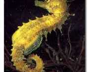 Hippocampus guttulatus Middelhavshippocampus