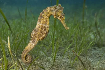 Hippocampus guttulatus (Middelhavshippocampus)