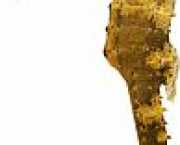 Hippocampus kuda Forgyldt hippocampus