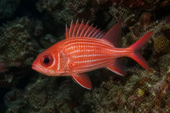 Holocentrus diadema (Tørret soldat)